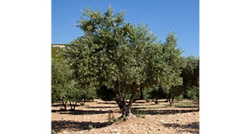 60 ha d'oliviers