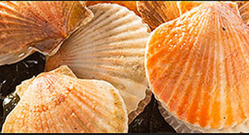 Shellfish