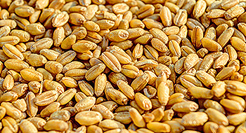 Supreme Seeds