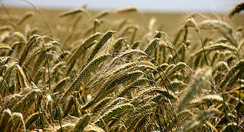 Seeds