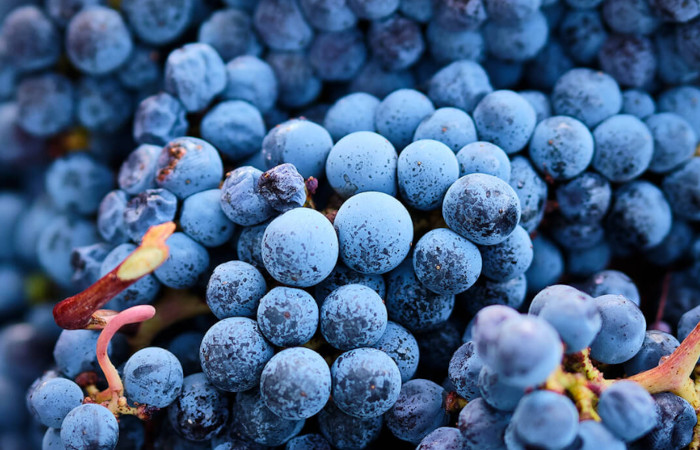 Azienda Agricola Montevetrano