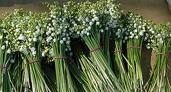 Fleurs