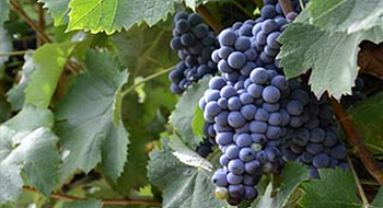 Producteur de vin en AOP Languedoc et IGP d'Oc