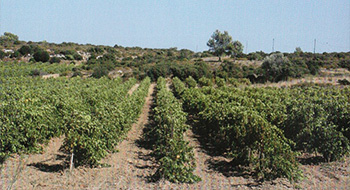 de Marmorières