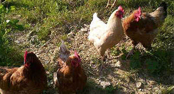 ilmurettoagriturismo