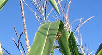 Seed Soybeans