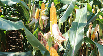Country Farms Seeds Ltd.