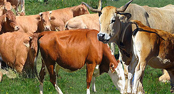 Bétail