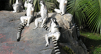 Bioparc