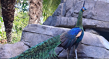 Zoológico