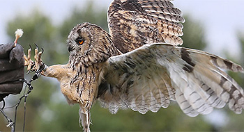 Falconry demonstrations