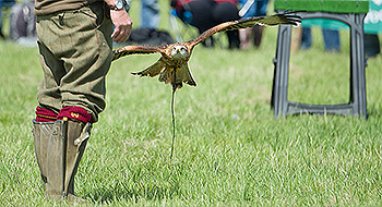 falconry experience days