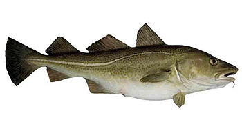 Arctic Linefish