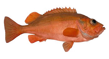Linefish