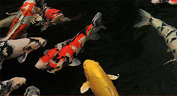 NORMANDIE KOI