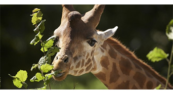 zoo-champrepus