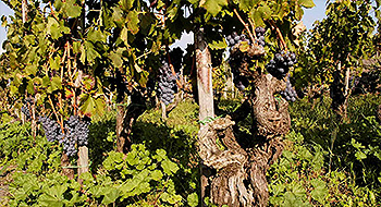 Produzioni di vini dell'Etna