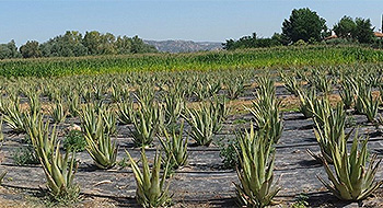 Comercialización de productos de aloe vera