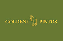 Gestüt Goldene Pintos, Pferdetraining und Zucht