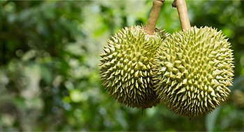 Manufacturer, Exporter of Premium Quality Durian and Durian Products
