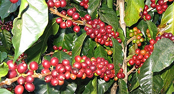 Importiamo caffè da piccole comunità di produttori del Guatemala, Haiti ed Uganda secondo i criteri del commercio equo e lo vendiamo a Torrefattori, BDM e G.A.S.