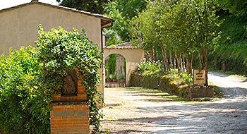 Azienda agricola biologica dal 1996. Vino e olio d'oliva