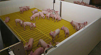 Canadian Swine Exporters