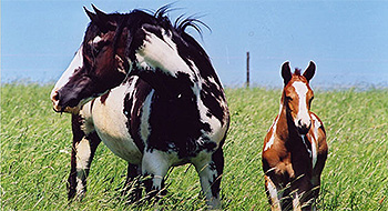 Paint Horse