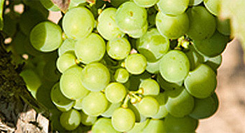 altavins viticultors