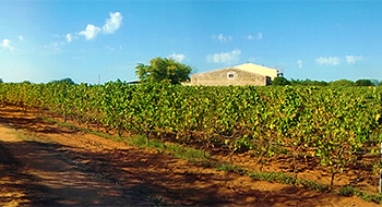 cantina vitivinicola