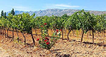 Provence