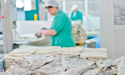 Sociedad Franco Española de Salazones, Transformación y venta de bacalao