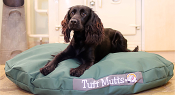 tuff mutts dog beds