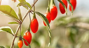 Bio Fattorie Toscane