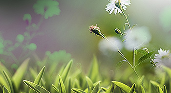 Thai-China Flavours and Fragrances Industry Co