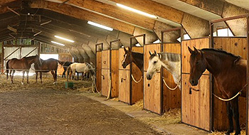 Chevaux d'Edoras