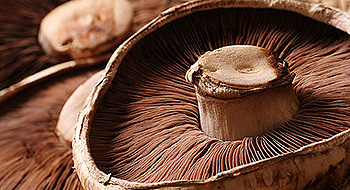 Mushrooms