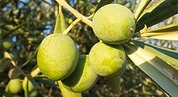 Azienda Agricola