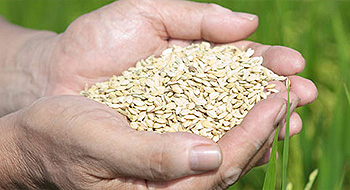 Bayer