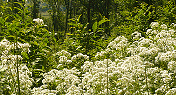 Formation, fournitures et éditions pour l'agriculture et la viticulture biodynamique