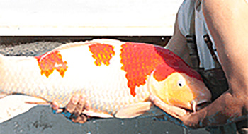 Ogata Koi Farm