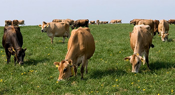 Livestock