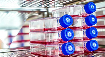 Laboratoire de biotechnologie spécialisé en thérapie cellulaire vetérinaire