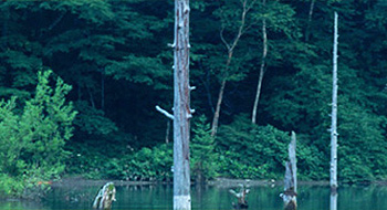 Sumitomo Forestry