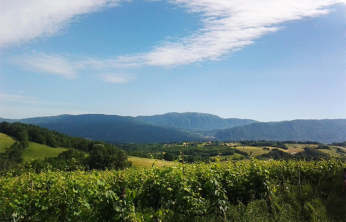 Azienda Agricola