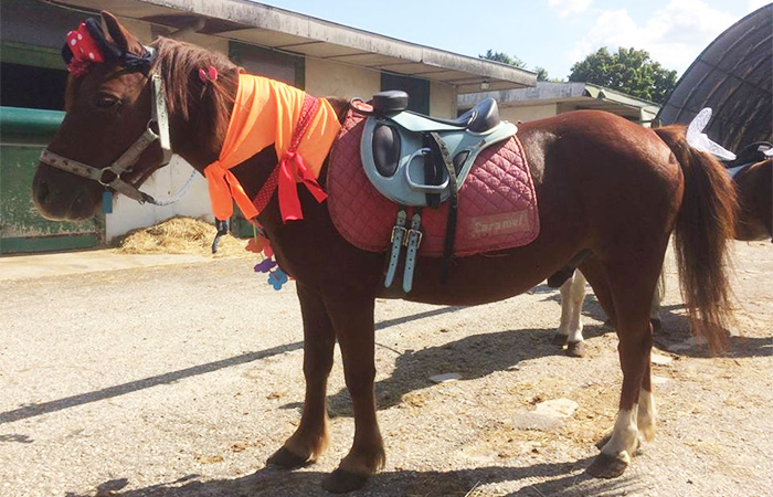 Centre Equestre