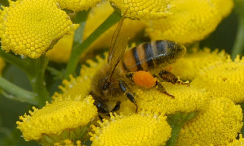Pollination services