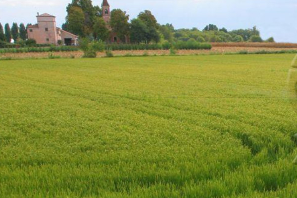 Agricola