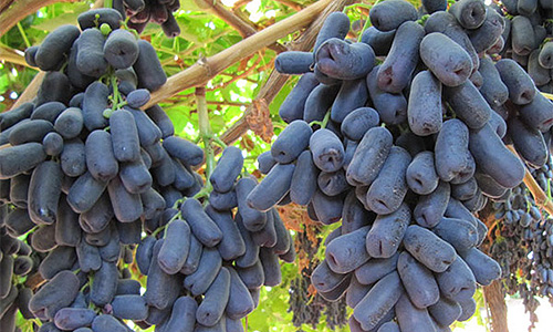 Grapes Exports