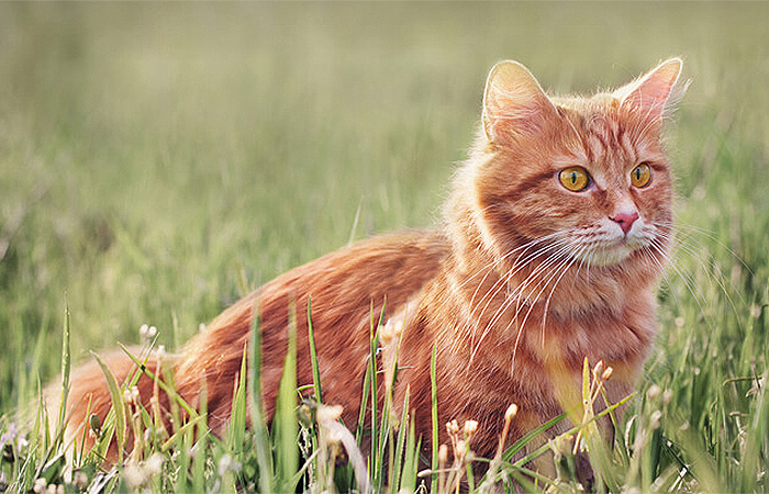 Pet